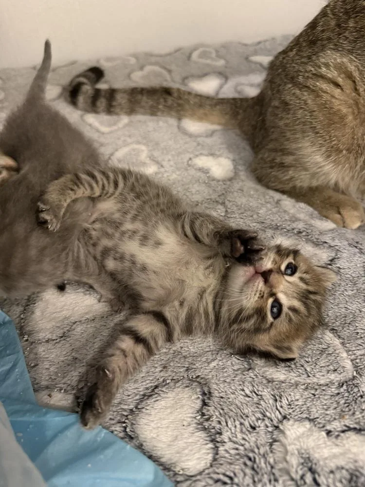 Hot Tamale thumbnail 4