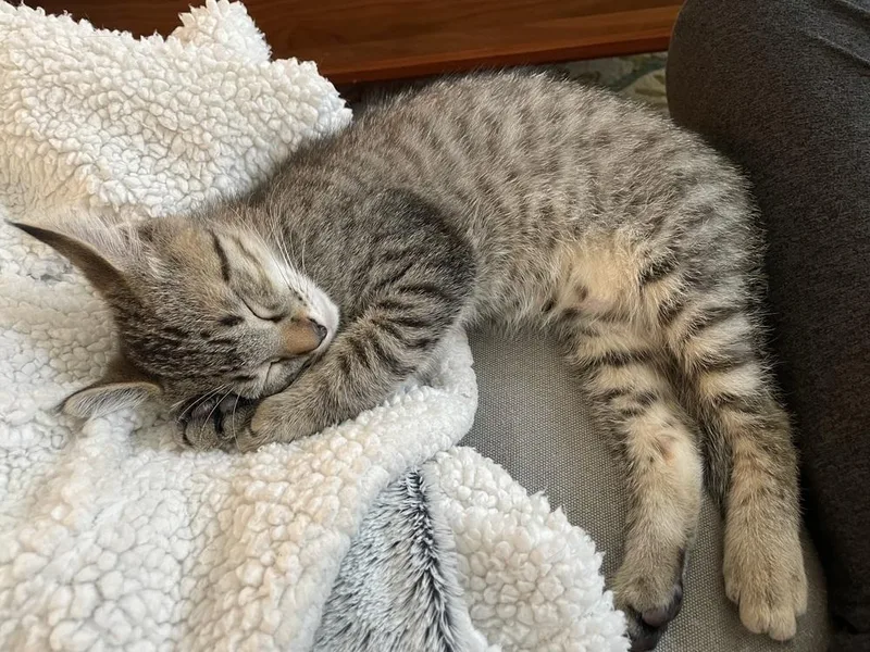 Hot Tamale thumbnail 5