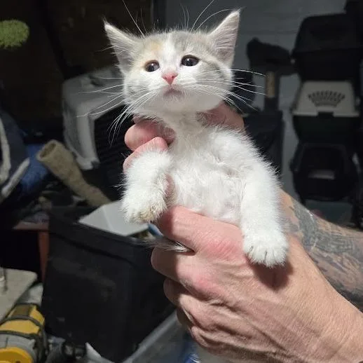 A baby small-sized female Calico Domestic Short Hair cat named Posey for adoption in Sioux Falls, SD