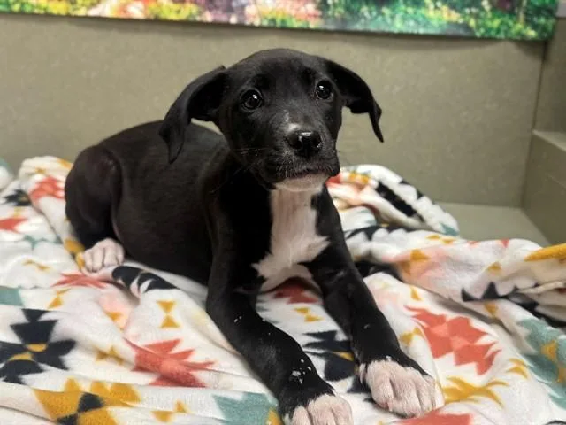 Urgent! Save Me Please!