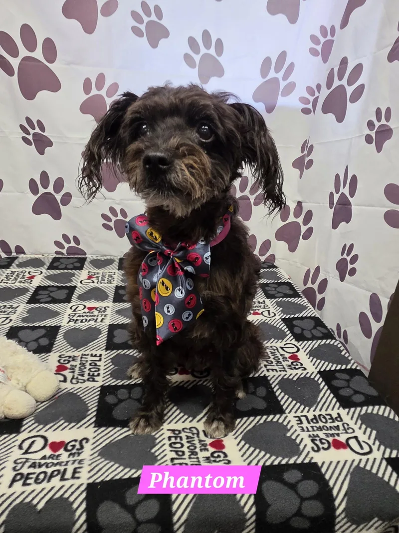 An adult medium-sized female Schnauzer dog named Phantom for adoption in Metairie, LA