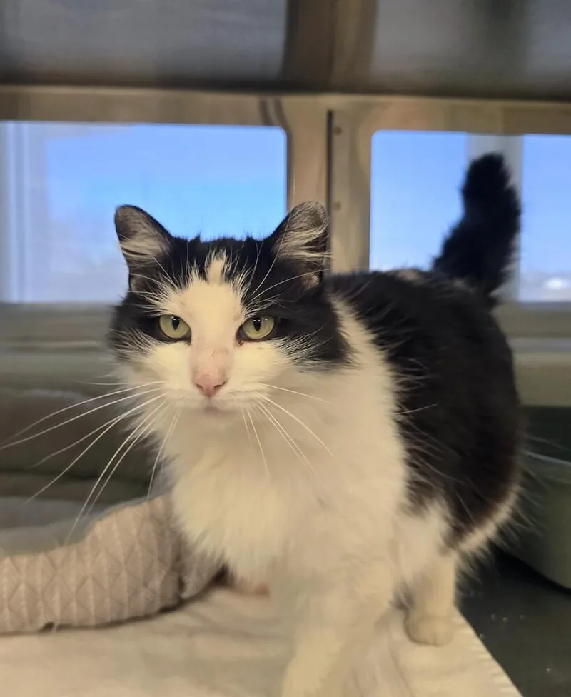 Dumpling thumbnail 2