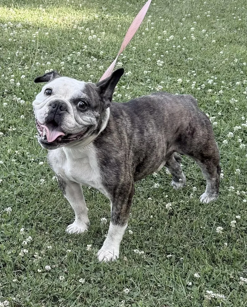 Dozer