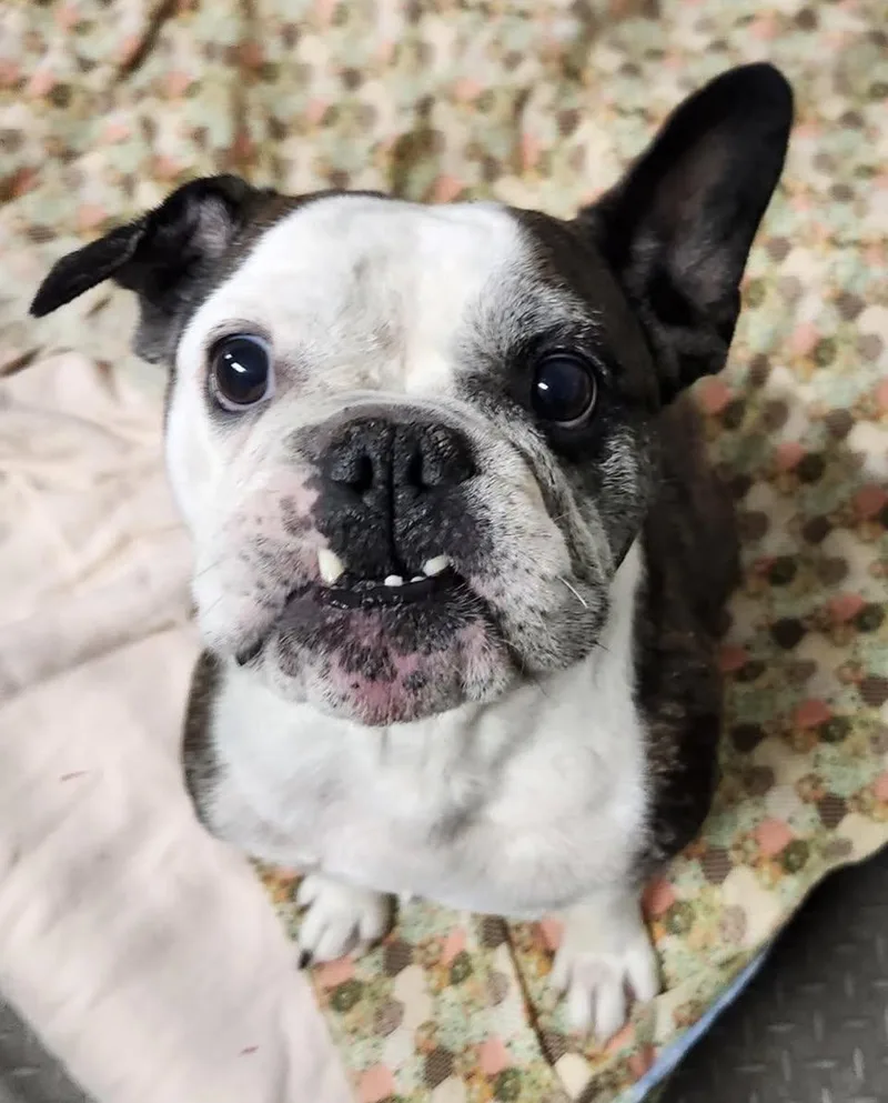 Dozer thumbnail 2