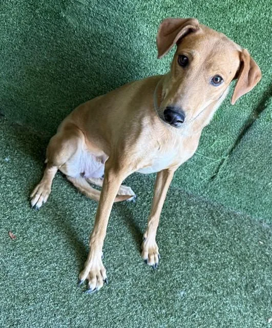 A young small-sized female Rhodesian Ridgeback dog named Misty for adoption in Lancaster, CA