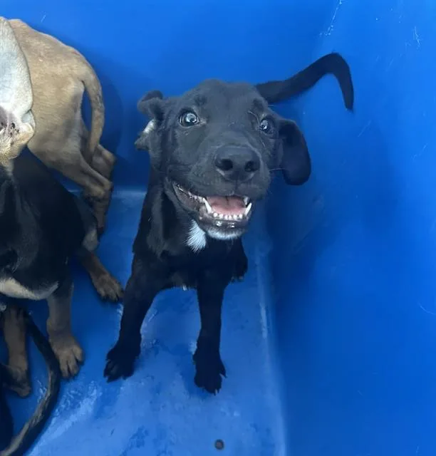 A baby large-sized male Mixed Breed dog named Leo for adoption in Dallas, TX