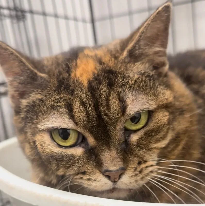 An adult medium-sized female Tabby (Brown / Chocolate) Domestic Short Hair cat named Nancy for adoption in Osseo, MI
