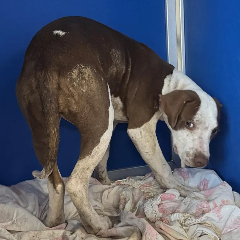 A young medium-sized female Brown / Chocolate Mixed Breed dog named Carmella for adoption in Las Cruces, NM