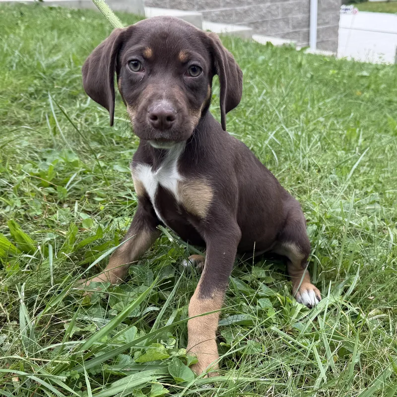 A baby medium-sized female Terrier dog named Charlotte for adoption in Latrobe, PA