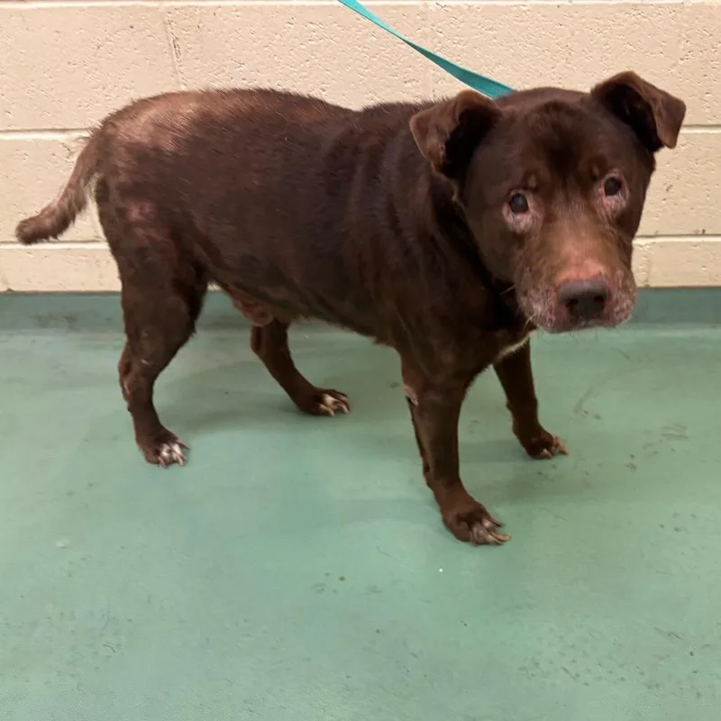 A senior large-sized male Brown / Chocolate Mixed Breed dog named Franklin Finbar for adoption in Memphis, TN