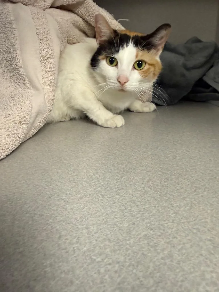 A senior medium-sized female Domestic Short Hair cat named Georgia for adoption in Greencastle, IN
