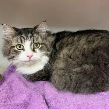 A senior medium-sized male Gray & White Domestic Long Hair cat named Petco Jax for adoption in Batavia, NY