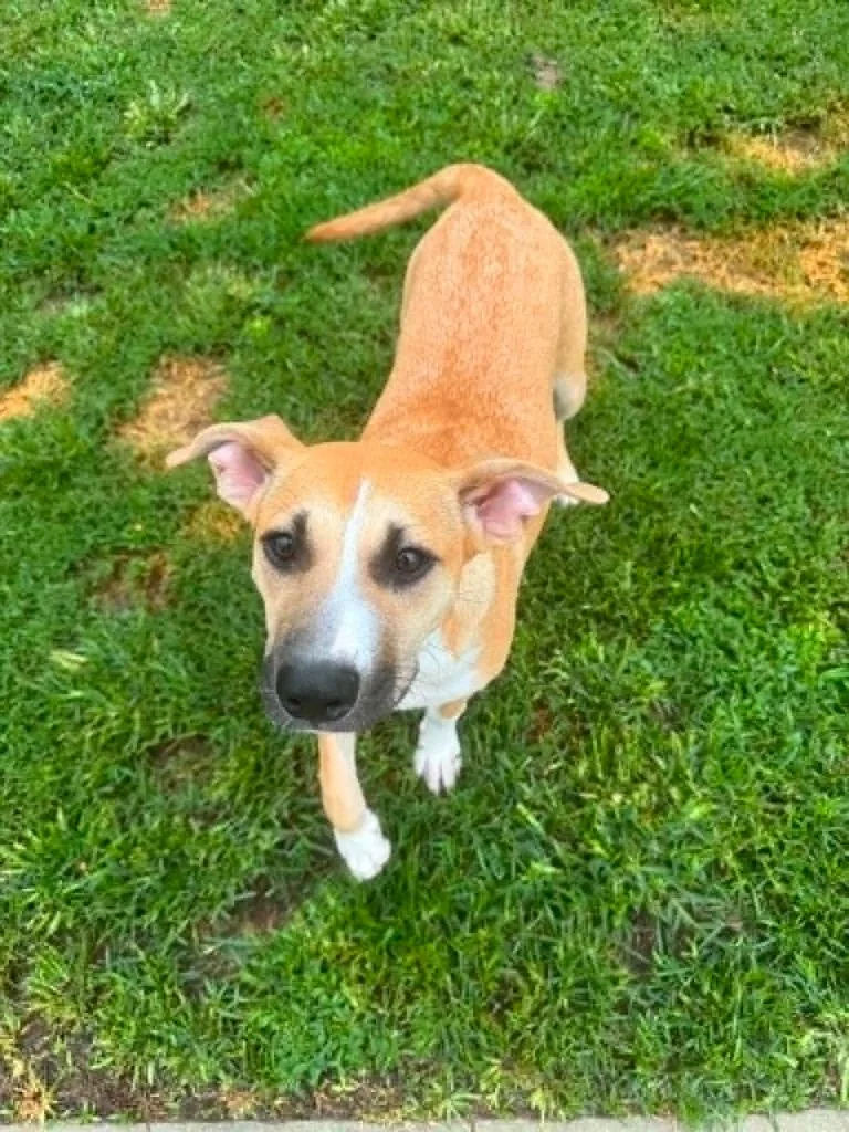 A baby medium-sized female Mixed Breed dog named Reverie for adoption in Fond Du Lac, WI