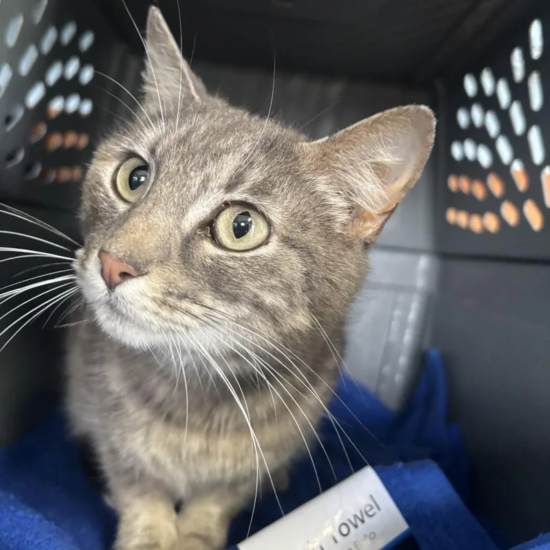 An adult small-sized female Tortoiseshell Domestic Short Hair cat named Zucchini for adoption in Garfield, AR