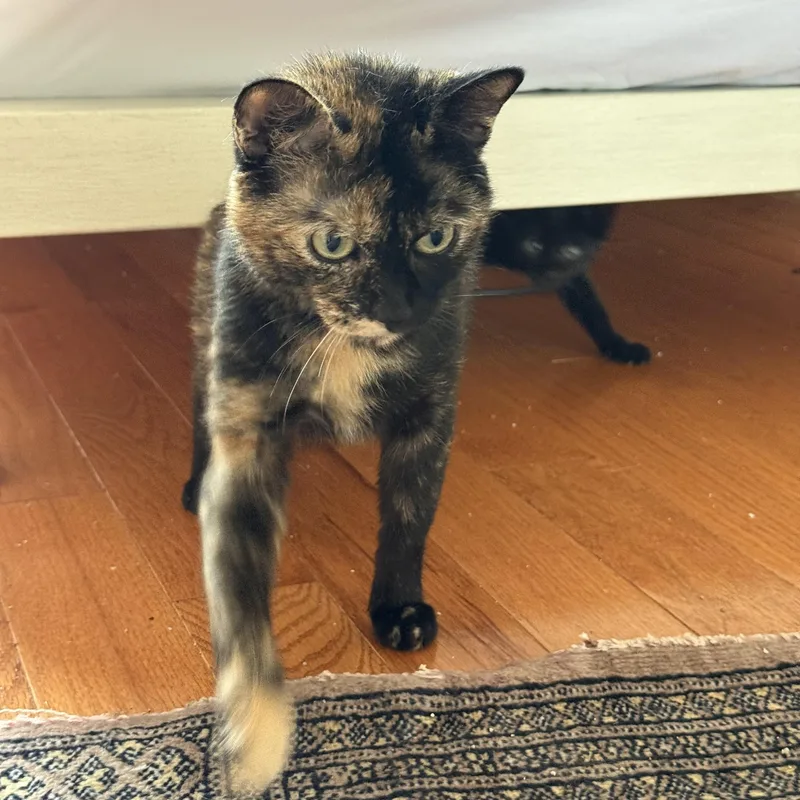 A young medium-sized female Tortoiseshell cat named Pringle for adoption in New York, NY