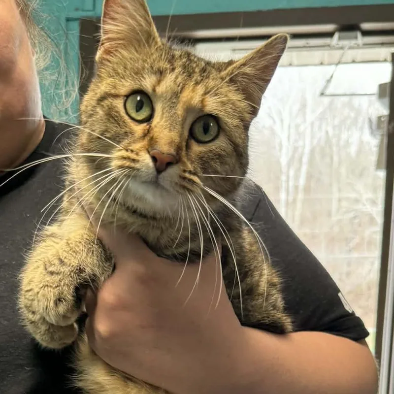 An adult medium-sized female Brown / Chocolate Domestic Short Hair cat named Cory for adoption in Shinnston, WV