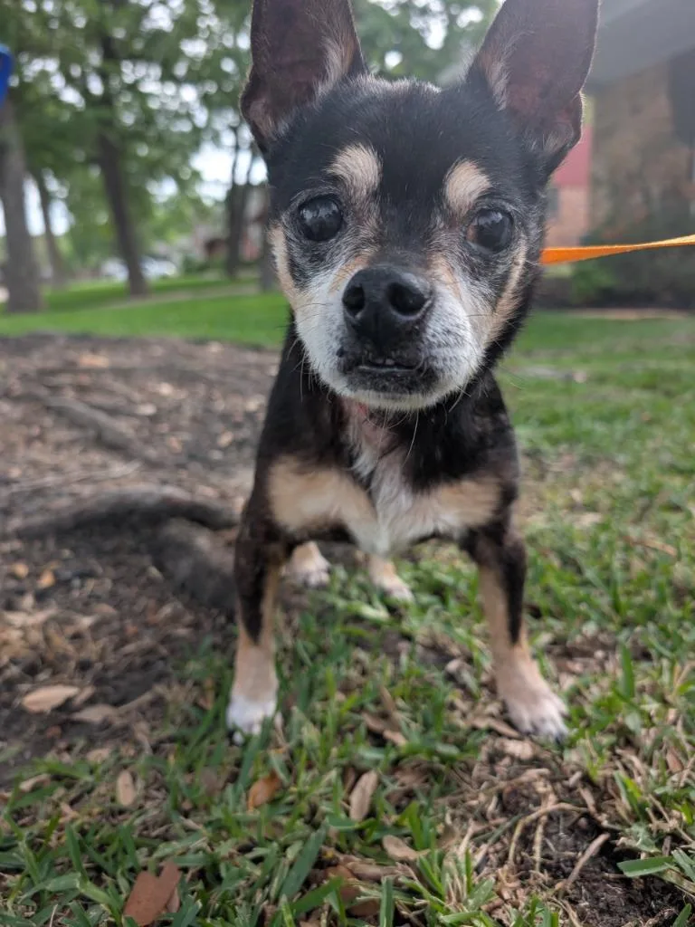 A senior small-sized male Chihuahua dog named Thunder for adoption in Bryan, TX