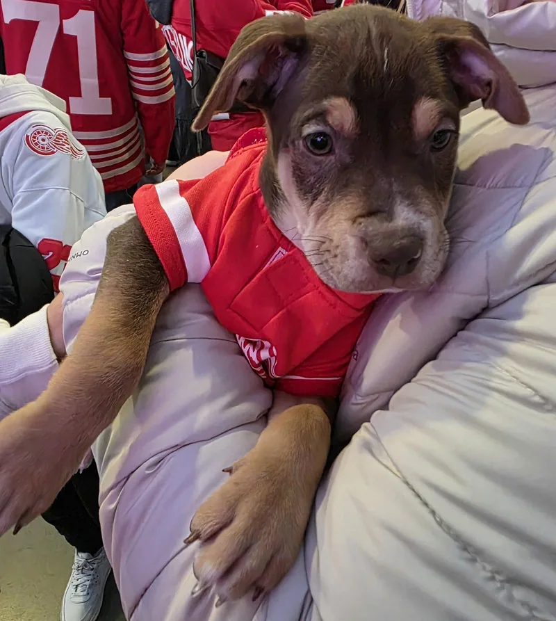 A baby large-sized male Pit Bull Terrier dog named Dexter for adoption in Oxford, MI