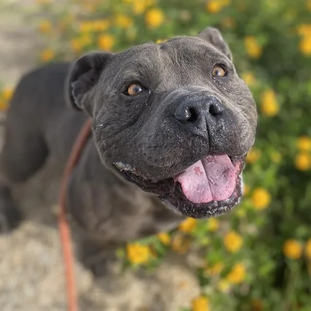 An adult large-sized male Pit Bull Terrier dog named Lasagna for adoption in Phoenix, AZ