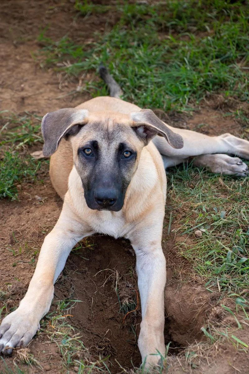 A baby large-sized male German Shepherd Dog dog named Colby for adoption in Houston, TX