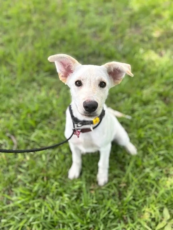 A baby medium-sized male Yellow / Tan / Blond / Fawn Yellow Labrador Retriever dog named Max for adoption in Aiken, SC