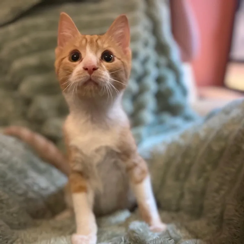 A baby small-sized male Orange / Red Domestic Short Hair cat named Little Pickle for adoption in Inwood, WV