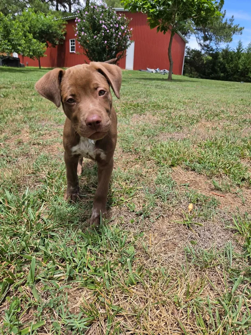 A baby large-sized female Labrador Retriever dog named Lola for adoption in Albemarle, NC