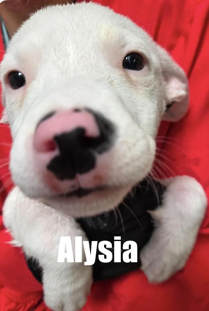 A baby large-sized female Hound dog named Alysia for adoption in Irwin, PA