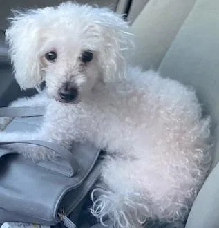 A senior small-sized female White / Cream Miniature Poodle dog named Tippy for adoption in Dripping Springs, TX