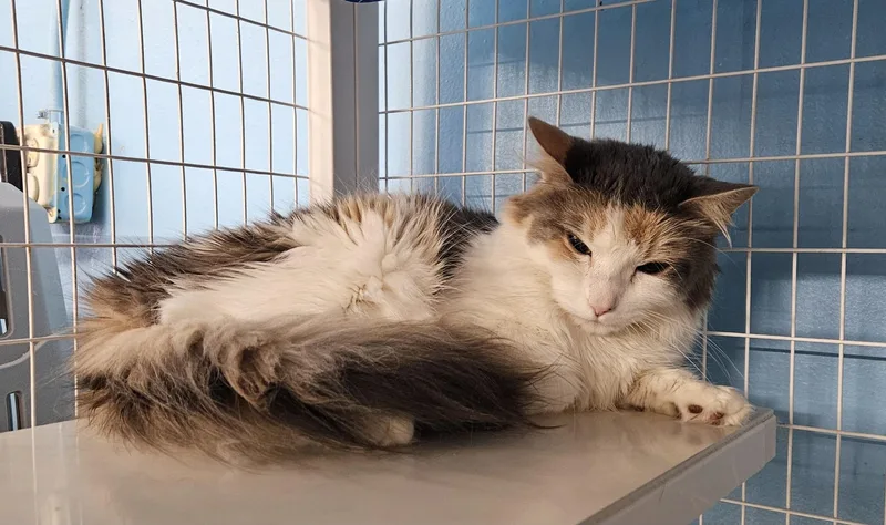 An adult medium-sized female Domestic Long Hair cat named Kearsley for adoption in Claremont, NH