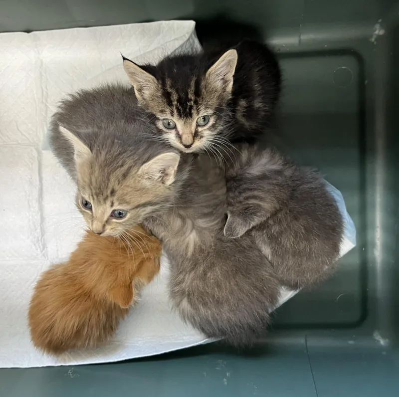 A baby medium-sized male Domestic Short Hair cat named Dusty for adoption in Fort Oglethorpe, GA