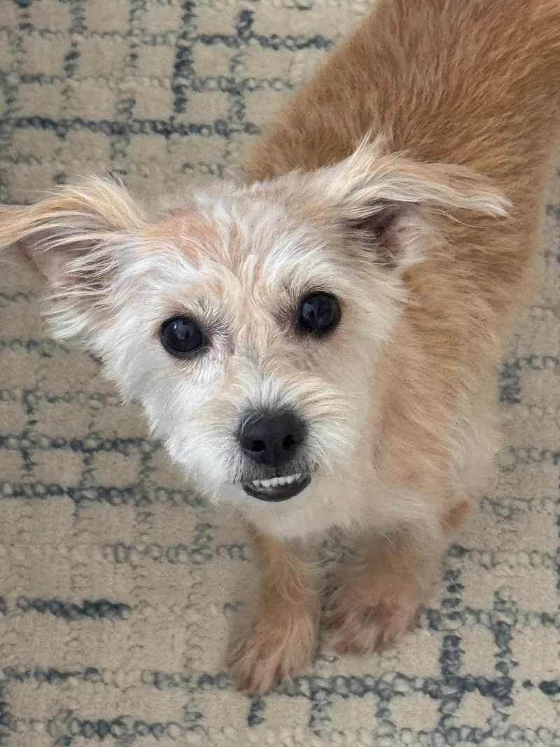 A young small-sized female Apricot / Beige Terrier dog named Sweet Pea for adoption in Corona Del Mar, CA
