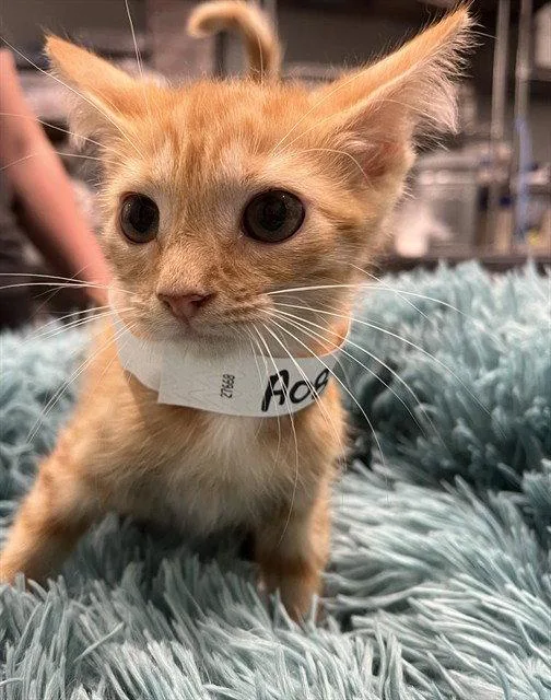A baby small-sized female Orange / Red Domestic Short Hair cat named Studio for adoption in Tavares, FL