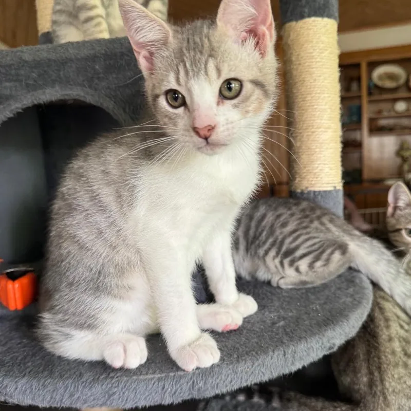 A baby medium-sized male Gray / Blue / Silver Domestic Short Hair cat named Bryson for adoption in Bulverde, TX