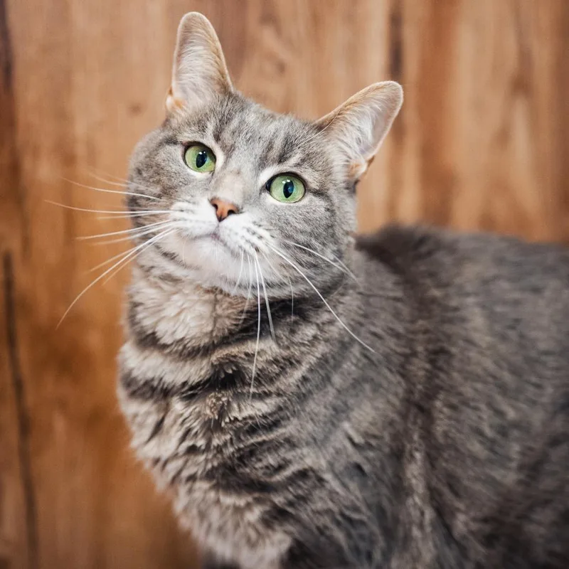 An adult medium-sized female Gray / Blue / Silver Domestic Short Hair cat named Blair for adoption in Evanston, IL