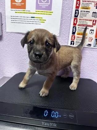 A baby small-sized male Brown / Chocolate Mixed Breed dog named 61289818 for adoption in El Paso, TX