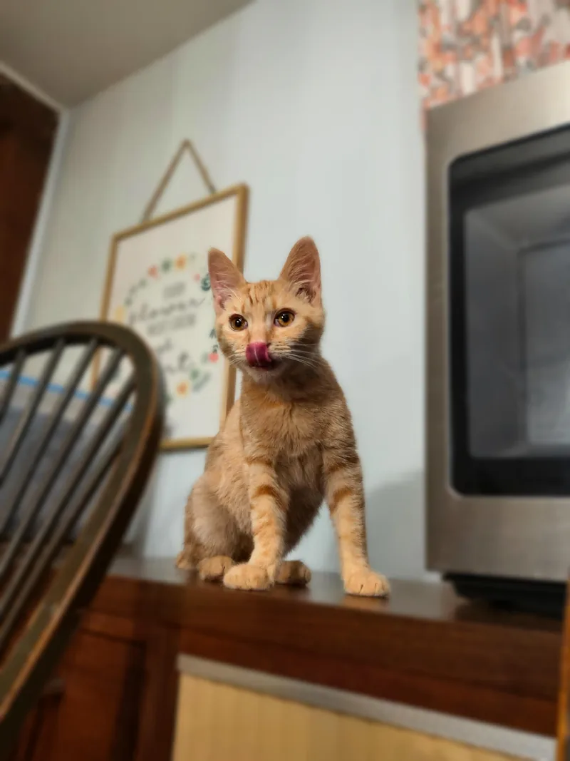 A young small-sized male Domestic Medium Hair cat named Toby for adoption in Clayton, NC