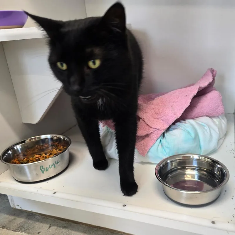 An adult large-sized male Black Domestic Short Hair cat named Boogie for adoption in Jasper, IN