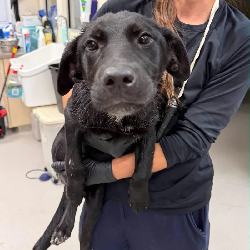 A baby medium-sized female Black Labrador Retriever dog named Stitch for adoption in North Charleston, SC