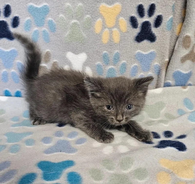 A baby small-sized male Domestic Short Hair cat named Ernie for adoption in Wabash, IN