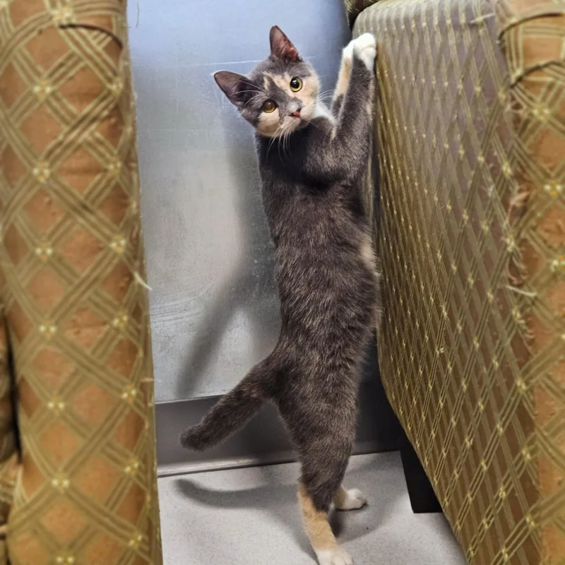 A baby small-sized female Dilute Calico cat named Hera for adoption in Endicott, NY