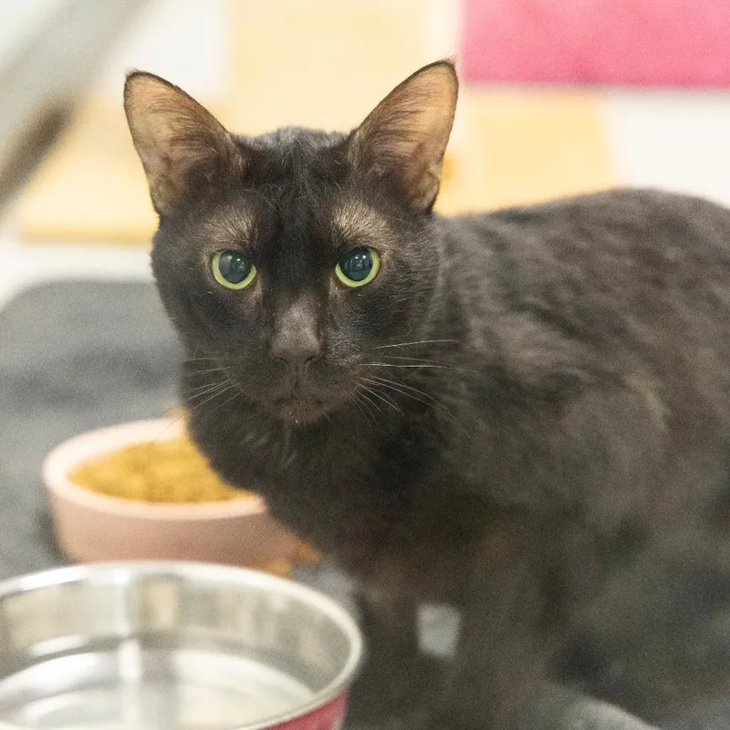 An adult medium-sized male Black Domestic Short Hair cat named Slink for adoption in Gainesville, FL