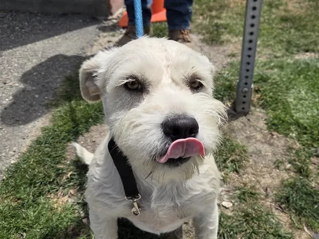 A young small-sized female White / Cream Miniature Schnauzer dog named Lily for adoption in San Clemente, CA