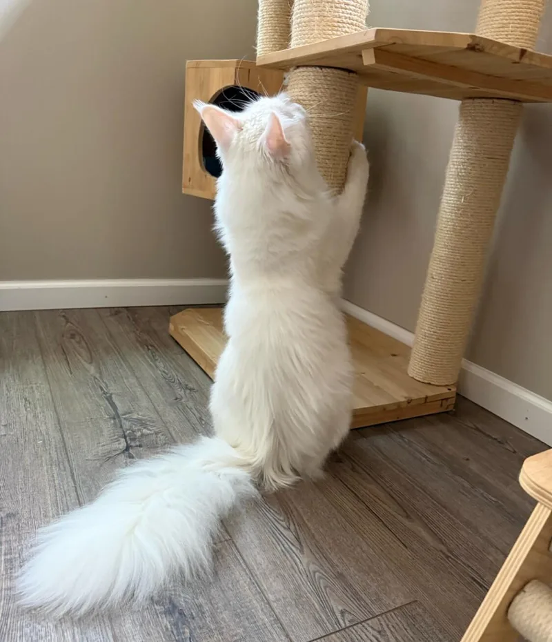 An adult large-sized male White Maine Coon cat named Bowie for adoption in Kenosha, WI