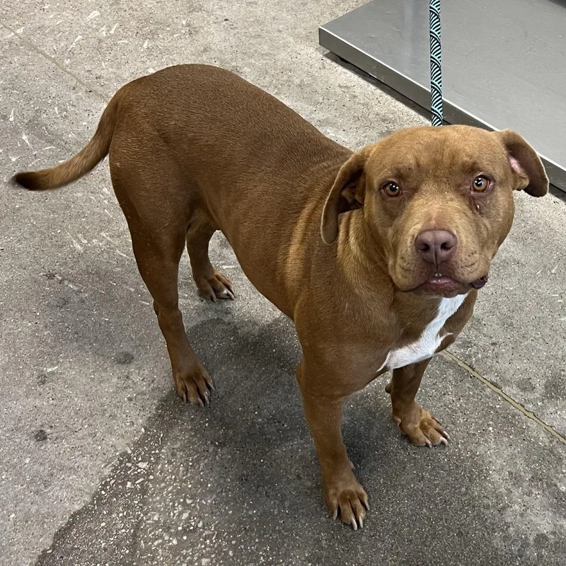 An adult medium-sized female Brown / Chocolate Mixed Breed dog named Chacha for adoption in Las Cruces, NM