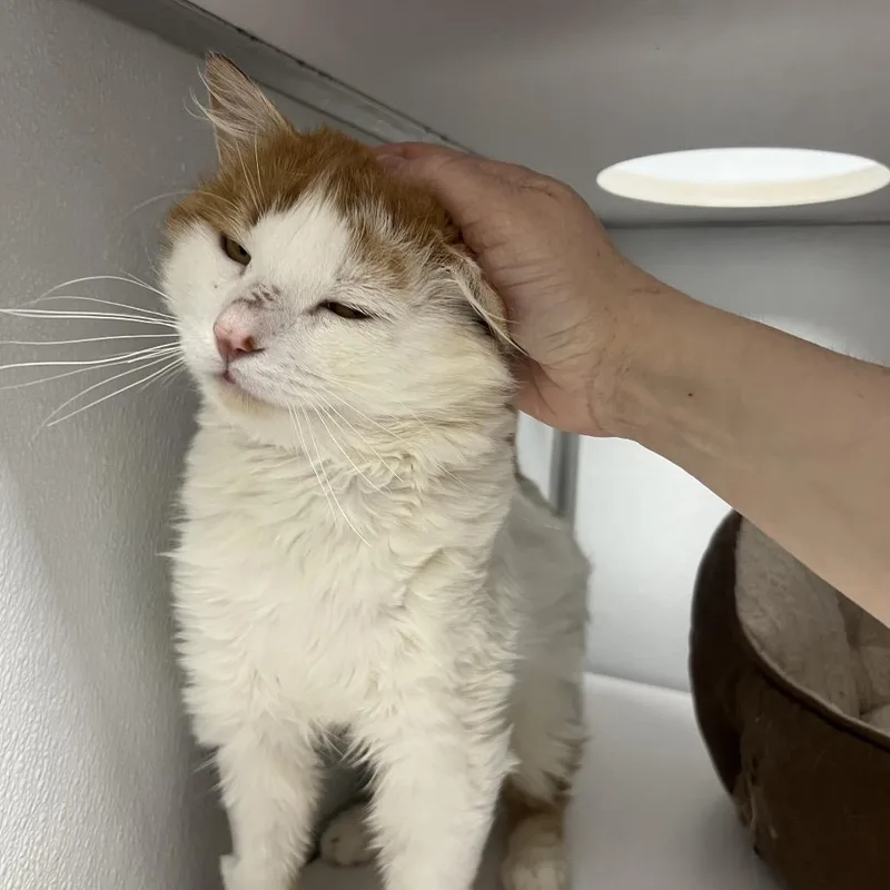 An adult large-sized male White Domestic Long Hair cat named Fred for adoption in Oneonta, NY
