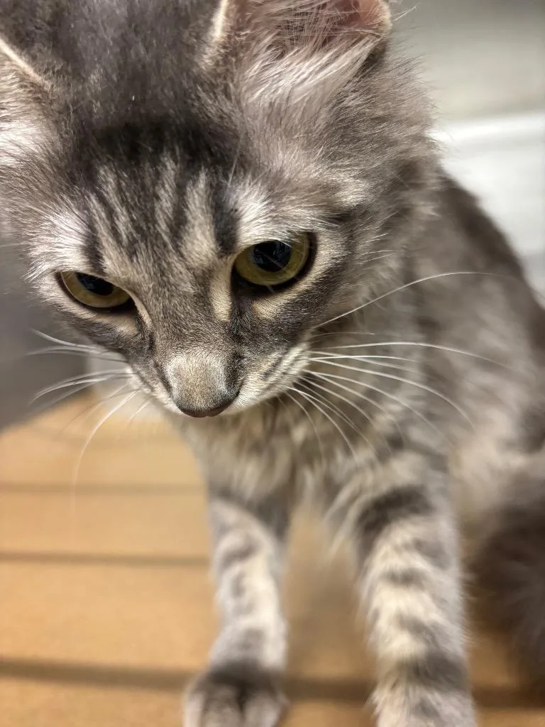 A young large-sized female Domestic Medium Hair cat named Button for adoption in Cartersville , GA