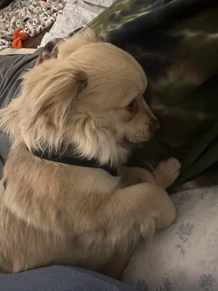 An adult small-sized male Pomeranian dog named Ollie for adoption in Broomfield, CO