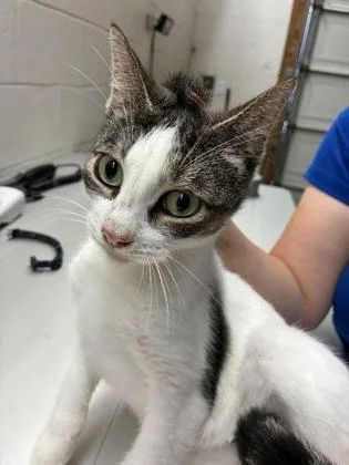 An adult small-sized female Domestic Short Hair cat named Twelve for adoption in Gainesville, FL