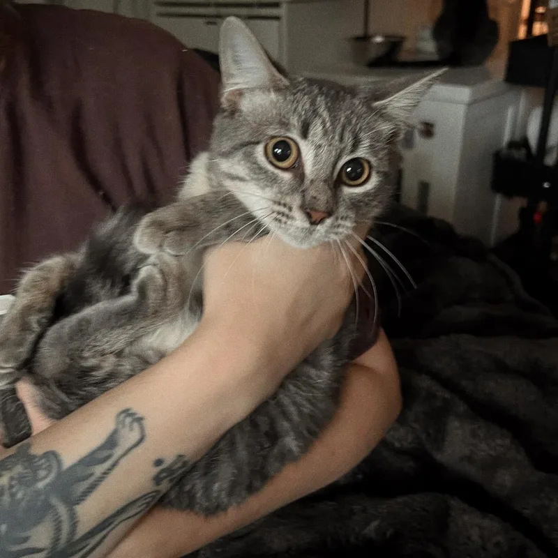 Johnny Cat thumbnail 2